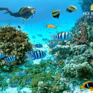 Private snorkeling boat Trip to dolphin house from Hurghada