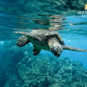 Hurghada Day Trip: Dolphin House, Snorkel & Water Fun